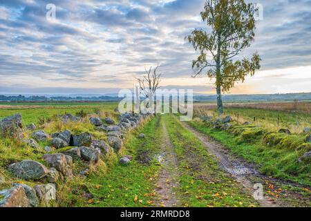 Unbefestigte Straße durch Steinmauern an einem Moor im Herbst Stockfoto