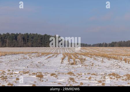 Trockene, scharfe Stoppeln aus der Maisernte, landwirtschaftliches Feld in der Wintersaison bei sonnigem Wetter Stockfoto