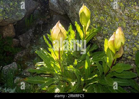 Heiliger Brahma Kamal (Saussurea obvallata), verehrte Himalaya-Blume, Kinner Kailash Yatra, Himachal Pradesh, Indien. Stockfoto