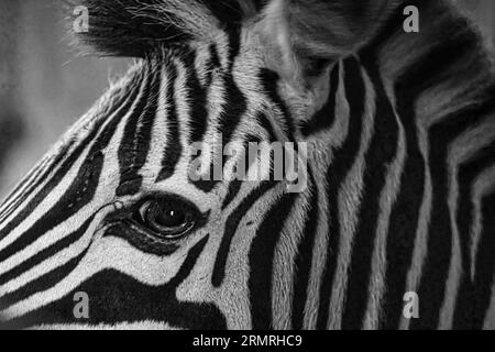 Zebrakopf von der Seite in Schwarz-weiß. Streifen auf dem Pelz. Tierschuss eines Säugetieres Stockfoto