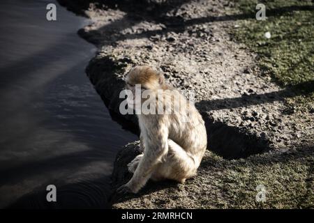 Pavian sitzt am Wasser. Toller Affe in der Natur. Braunes weißes Fell. Intelligentes Säugetier. Tierbild Stockfoto