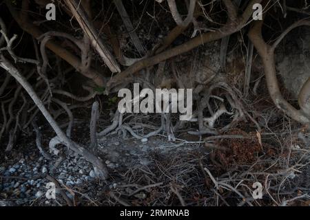 Die Wurzeln verschiedener Bäume und Büsche verflochten sich unterirdisch an der Küste Stockfoto