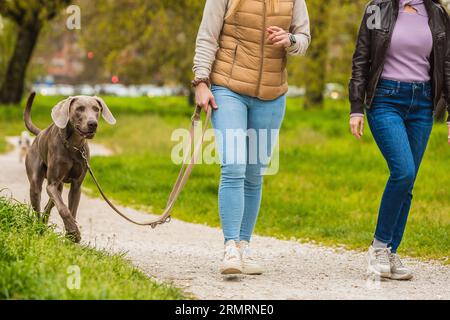 Weimaraner mit zwei Freunden auf einer Lashwal-Wanderung im Park. Schnitt, der die Mädchen unerkennbar macht. Grüner Rasen und Sonnenuntergang. Stockfoto