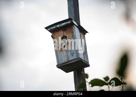 Ein Spechte, der in einem Sternenhaus Unterschlupf hat Stockfoto