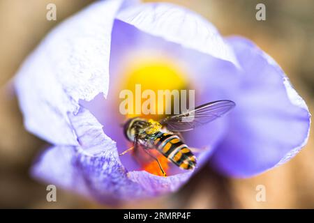 Eine Fliege, die die Krokusblüte bestäubt, aus der der Safran hergestellt wird Stockfoto