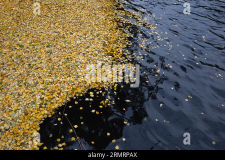 Gelbe herbstliche Blätter liegen auf der Wasseroberfläche des Sees. Ansicht von oben Stockfoto
