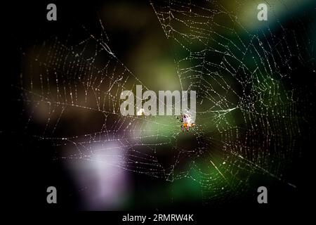 Eine Spinne in der Mitte seines Netzes, umrandet von Tautropfen Stockfoto