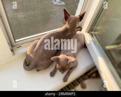 Die Katzen liegen zusammen am Fenster und sonnen sich in der Sonne. Sphinx-Katzen am Fenster. Stockfoto