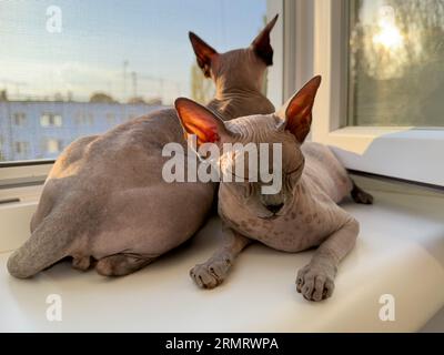 Katzen schliefen auf der Fensterbank ein. Sphinx-Katzen am Fenster. Stockfoto