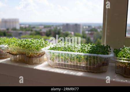 Saftiges, frisches Mikrogrün wächst auf einer Fensterbank mit Blick auf die Stadt Stockfoto