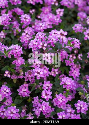 Schöner Frühlingshintergrund mit campanula-Blumen. Violetter natürlicher Hintergrund Stockfoto