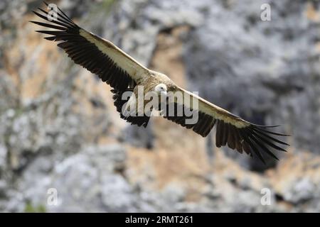 (140810) -- PEKING, 10. August 2014 -- Gyps himalayensis, eine Falkenart, wird in der Entwässerungsregion des Lancang-Flusses in Yushu, nordwestchinesische Provinz Qinghai, 30. Juni 2014 beobachtet. Eine aktuelle Biodiversitätsforschung, an der eine Reihe von Wissenschaftlern und Tierfotografen teilgenommen haben, hat 370 Arten in der Quellflussregion des Lancang River oder des Mekong erfasst. IBE/) (lmm) CHINA-LANCANG RIVER-HEADWATERS-BIODIVERSITY-RESEARCH (CN) PengxJiansheng PUBLICATIONxNOTxINxCHN Peking Aug 10 2014 Gyps himalayensis eine Falke Art WIRD in der Drainage Region of beobachtet Stockfoto