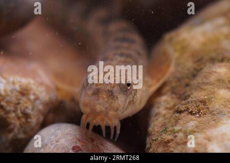 (140810) -- PEKING, 10. August 2014 -- Triplophysa microps, eine hoch gelegene Lachenart, wird in der Entwässerungsregion des Lancang-Flusses in Yushu, nordwestchinesische Provinz Qinghai, 29. Juni 2014 beobachtet. Eine aktuelle Biodiversitätsforschung, an der eine Reihe von Wissenschaftlern und Tierfotografen teilgenommen haben, hat 370 Arten in der Quellflussregion des Lancang River oder des Mekong erfasst. IBE/) (lmm) CHINA-LANCANG RIVER-HEADWATERS-BIODIVERSITY-RESEARCH (CN) LeixBo PUBLICATIONxNOTxINxCHN Peking Aug 10 2014 Mikrops im Drainag WIRD eine Höhenlochart beobachtet Stockfoto