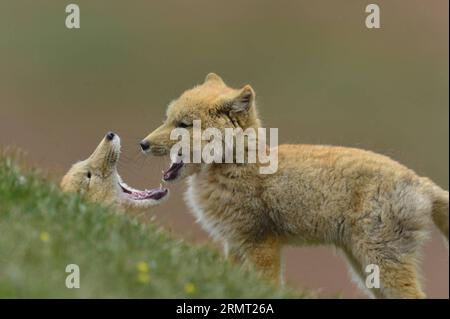 (140810) -- PEKING, 10. August 2014 -- zwei tibetanische Füchse (Vulpes ferrilata) werden im Einzugsgebiet des Quellgebietes des Lancang in Yushu, nordwestchinesische Provinz Qinghai, 9. Juli 2014 beobachtet. Eine aktuelle Biodiversitätsforschung, an der eine Reihe von Wissenschaftlern und Tierfotografen teilgenommen haben, hat 370 Arten in der Quellflussregion des Lancang River oder des Mekong erfasst. IBE/) (lmm) CHINA-LANCANG RIVER-HEADWATERS-BIODIVERSITY-RESEARCH (CN) GuoxLiang PUBLICATIONxNOTxINxCHN Peking Aug 10 2014 zwei tibetanische Füchse Vulpes werden in der Drainage-Region von Lancang beobachtet Stockfoto