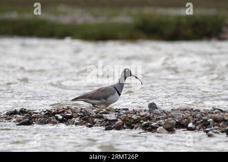 (140810) -- PEKING, 10. August 2014 -- ein Ibisbill (Ibidorhyncha struthersii) wird in der Entwässerungsregion des Lancang-Flusses in Yushu, nordwestchinesische Provinz Qinghai, 10. Juli 2014 beobachtet. Eine aktuelle Biodiversitätsforschung, an der eine Reihe von Wissenschaftlern und Tierfotografen teilgenommen haben, hat 370 Arten in der Quellflussregion des Lancang River oder des Mekong erfasst. IBE/) (lmm) CHINA-LANCANG RIVER-HEADWATERS-BIODIVERSITY-RESEARCH (CN) DongxLei PUBLICATIONxNOTxINxCHN Peking Aug 10 2014 bis Ibidorhyncha WIRD in der Drainage Region des Lancang River S beobachtet Stockfoto