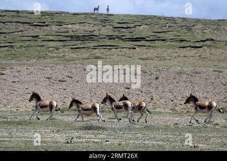 (140810) -- PEKING, 10. August 2014 -- Eine Schar von Kiangs (Equus kiang) wird in der Entwässerungsregion des Lancang-Flusses in Yushu, nordwestchinesische Provinz Qinghai, 8. Juli 2014 beobachtet. Eine aktuelle Biodiversitätsforschung, an der eine Reihe von Wissenschaftlern und Tierfotografen teilgenommen haben, hat 370 Arten in der Quellflussregion des Lancang River oder des Mekong erfasst. ) (lmm) CHINA-LANCANG RIVER-HEADWATERS-BIODIVERSITY-RESEARCH (CN) ShenxBohan PUBLICATIONxNOTxINxCHN Peking 10. August 2014 in der Einzugsregion des Lancang Rive wird eine Herde Kiangs Equus Kiang beobachtet Stockfoto