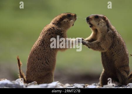 (140810) -- PEKING, 10. August 2014 -- zwei Himalaya-Murmeltiere werden in der Entwässerungsregion des Lancang-Flusses in Yushu, nordwestchinesische Provinz Qinghai, 1. Juli 2014 beobachtet. Eine aktuelle Biodiversitätsforschung, an der eine Reihe von Wissenschaftlern und Tierfotografen teilgenommen haben, hat 370 Arten in der Quellflussregion des Lancang River oder des Mekong erfasst. IBE/) (lmm) CHINA-LANCANG RIVER-HEADWATERS-BIODIVERSITÄTSFORSCHUNG (CN) PengxJiansheng PUBLICATIONxNOTxINxCHN Peking Aug 10 2014 in der Einzugsregion der Lancang Ri werden zwei Himalaya-Marmots beobachtet Stockfoto