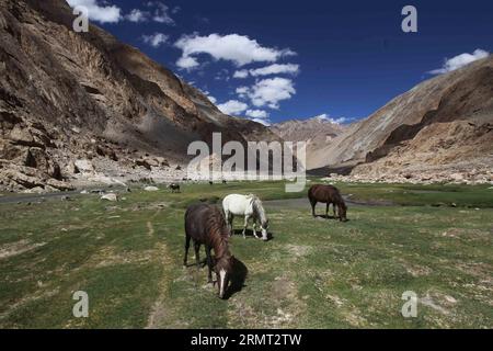 LEH, 10. Aug. 2014 -- Foto vom 10. Aug. 2014 zeigt Pferde, die in einem Tal nahe dem Changla Pass in Ladakh weiden, etwa 520 km von Srinagar, der Sommerhauptstadt des von Indianern kontrollierten Kaschmirs. Ladakh liegt in einer hochgelegenen Wüste in einer der höchsten bewohnten Plateauregionen der Welt im von Indien kontrollierten Kaschmir. Es ist ein heißes Touristenziel für in- und ausländische Reisende.) (srb) KASHIMIR-LADAKH-TOURISM JavedxDar PUBLICATIONxNOTxINxCHN Leh 10. August 2014 Foto aufgenommen AM 10. August 2014 zeigt Pferde, die in einem Tal in der Nähe von Passport in Ladakh, etwa 520 km von Srinagar Summer Capital o, weiden Stockfoto