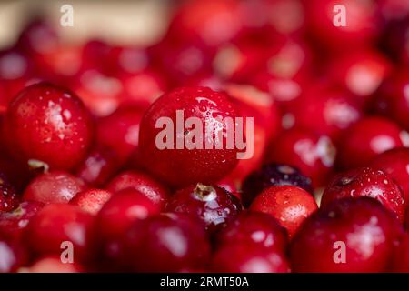 Rote wilde Cranberrys bedeckt mit Wassertropfen, frische reife Cranberrys mit Tropfen reinen Wassers Stockfoto