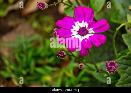 Cineraria ist eine Hybridpflanze, eine Kreuzung zwischen Pericallis cruenta und P. lanata, eine Art, die auf den Azoren und Kanarischen Inseln heimisch ist. Cineraria ist Stockfoto