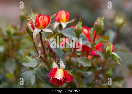 Rote Rosen im Garten - Nahaufnahme Stockfoto