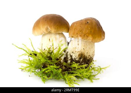 Steinpilze auf moos - weißer Hintergrund Stockfoto