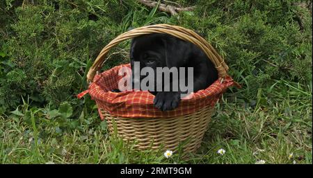 Black Labrador Retriever, Hündchen spielt in einem Korb, Normandie Stockfoto