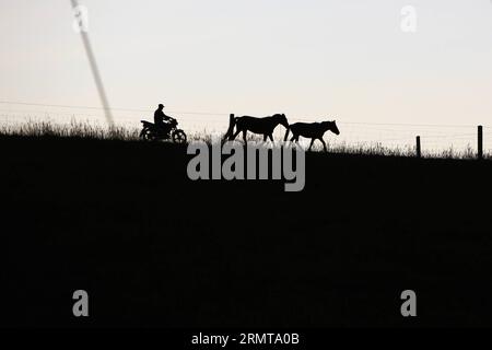 (140825) -- ZHANGYE, 25. August 2014 -- Ein Hirte fährt Ein Motorrad, während er zwei Pferde zurück nach Hause auf der Shandan Horse Ranch in Zhangye City, nordwestchinesische Provinz Gansu, 23. August 2014 fährt. Die Shandan Horse Ranch, die sich im Damayin-Weideland des Qilian Mountain befindet, erstreckt sich über eine Fläche von 219.693 Hektar. Die Geschichte der Ranch kann bis 121 v. Chr. zurückverfolgt werden, als der berühmte chinesische General Huo Qubing die Ranch speziell für die Herde von Pferden für die chinesische Armee gründete. Seitdem ist die Ranch, die für die Shandan-Pferdehybriden bekannt war, die Basis des Militärs Stockfoto