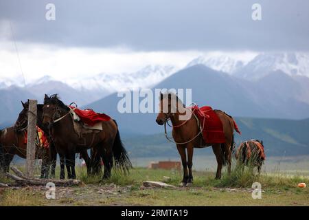 (140825) -- ZHANGYE, 25. August 2014 -- Pferde werden auf der Shandan Horse Ranch in der Stadt Zhangye, nordwestchinesische Provinz Gansu, 23. August 2014 gesehen. Die Shandan Horse Ranch, die sich im Damayin-Weideland des Qilian Mountain befindet, erstreckt sich über eine Fläche von 219.693 Hektar. Die Geschichte der Ranch kann bis 121 v. Chr. zurückverfolgt werden, als der berühmte chinesische General Huo Qubing die Ranch speziell für die Herde von Pferden für die chinesische Armee gründete. Seitdem war die Ranch, die für die Shandan-Pferdehybriden bekannt war, die Basis der Militär- und Königspferde in mehreren Dynastien in Th Stockfoto