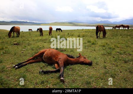 (140825) -- ZHANGYE, 25. August 2014 -- Ein Pferd liegt auf der Shandan Horse Ranch in der Stadt Zhangye, nordwestchinesische Provinz Gansu, 23. August 2014. Die Shandan Horse Ranch, die sich im Damayin-Weideland des Qilian Mountain befindet, erstreckt sich über eine Fläche von 219.693 Hektar. Die Geschichte der Ranch kann bis 121 v. Chr. zurückverfolgt werden, als der berühmte chinesische General Huo Qubing die Ranch speziell für die Herde von Pferden für die chinesische Armee gründete. Seitdem war die Ranch, die für die Shandan-Pferdehybriden bekannt war, die Basis der Militär- und Königspferde durch mehrere Dynastien Stockfoto