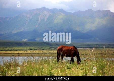 (140825) -- ZHANGYE, 25. August 2014 -- Ein Pferd weidet auf der Shandan Horse Ranch in der Stadt Zhangye, Nordwestchina, Provinz Gansu, 23. August 2014. Die Shandan Horse Ranch, die sich im Damayin-Weideland des Qilian Mountain befindet, erstreckt sich über eine Fläche von 219.693 Hektar. Die Geschichte der Ranch kann bis 121 v. Chr. zurückverfolgt werden, als der berühmte chinesische General Huo Qubing die Ranch speziell für die Herde von Pferden für die chinesische Armee gründete. Seitdem war die Ranch, die für die Shandan-Pferdehybriden bekannt war, die Basis der Militär- und Königspferde durch mehrere Dynastien im Stockfoto