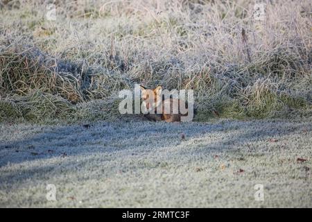 Wilde Rotfuchs Stockfoto