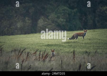 Wilde Rotfuchs Stockfoto