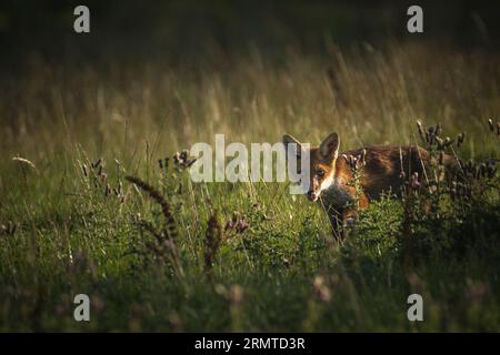 Wilde Rotfuchs Stockfoto