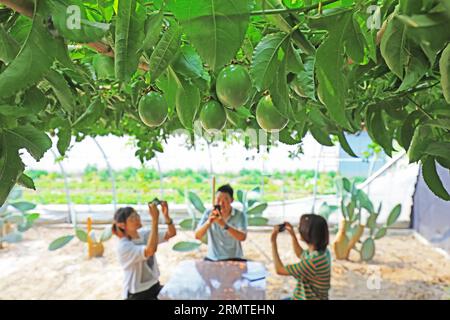 Luannan County, CN - 14. Juni 2019: Touristen ruhen unter Passion Vines, Luannan County, Provinz Hebei, China Stockfoto