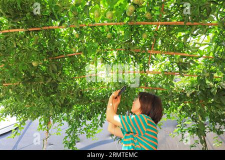 Luannan County, CN - 14. Juni 2019: Touristen ruhen unter Passion Vines, Luannan County, Provinz Hebei, China Stockfoto