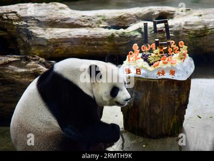 Taipeh's Taiwan. 30. August 2023. Riesen-Panda Yuan Yuan genießt ein Geburtstagsessen im Taipei Zoo in Taipei, Südostchinas Taiwan, 30. August 2023. Der Taipei Zoo feierte am Mittwoch den 19. Geburtstag von Yuan Yuan, der weiblichen Riesenpanda, die vom chinesischen Festland nach Taiwan geschenkt wurde. Yuan Yuan und Tuan Tuan Tuan kamen im Dezember 2008 als Kulanzgeschenke vom Festland nach Taipeh. Das Paar brachte zwei weibliche Nachkommen hervor, die 2013 und 2020 geboren wurden. Tuan Tuan starb im November letzten Jahres im Alter von 18 Jahren an einer Krankheit. Quelle: Wang Chenghao/Xinhua/Alamy Live News Stockfoto