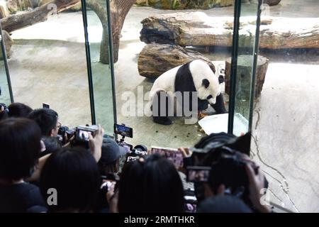 Taipeh's Taiwan. 30. August 2023. Die Menschen beobachten, wie der riesige Panda Yuan Yuan ein Geburtstagsessen im Taipei Zoo in Taipei, Taiwan im Südosten Chinas, genießt, 30. August 2023. Der Taipei Zoo feierte am Mittwoch den 19. Geburtstag von Yuan Yuan, der weiblichen Riesenpanda, die vom chinesischen Festland nach Taiwan geschenkt wurde. Yuan Yuan und Tuan Tuan Tuan kamen im Dezember 2008 als Kulanzgeschenke vom Festland nach Taipeh. Das Paar brachte zwei weibliche Nachkommen hervor, die 2013 und 2020 geboren wurden. Tuan Tuan starb im November letzten Jahres im Alter von 18 Jahren an einer Krankheit. Quelle: Wang Chenghao/Xinhua/Alamy Live News Stockfoto