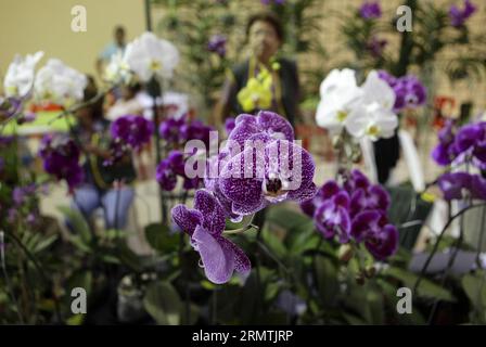 (140907) -- SAN SALVADOR, 7. September 2014 -- Eine Frau beobachtet Orchideen verschiedener Arten während der 39. Nationalen Orchideenausstellung, im Internationalen Zentrum für Messen und Konventionen (CIFCO, für sein Akronym auf Spanisch), in San Salvador, Hauptstadt von El Salvado, 7. September 2014. Oscar Rivera) (vf) (ah) EL SALVADOR-SAN SALVADOR-ENVIRONMENT-FLORA-EXPOSITION e OSCARxRIVERA PUBLICATIONxNOTxINxCHN San SALVADOR 7. September 2014 eine Frau beobachtet Orchideen verschiedener Arten während der 39. Nationalen Orchideenexposition IM Internationalen Messe- und Kongresszentrum für ihr Akronym in Spanisch in der Hauptstadt San Salvador Stockfoto