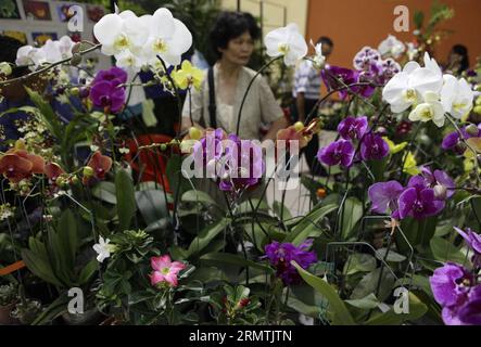 (140907) -- SAN SALVADOR, 7. September 2014 -- Eine Frau beobachtet Orchideen verschiedener Arten während der 39. Nationalen Orchideenausstellung, im Internationalen Zentrum für Messen und Konventionen (CIFCO, für sein Akronym auf Spanisch), in San Salvador, Hauptstadt von El Salvado, 7. September 2014. Oscar Rivera) (vf) (ah) EL SALVADOR-SAN SALVADOR-ENVIRONMENT-FLORA-EXPOSITION e OSCARxRIVERA PUBLICATIONxNOTxINxCHN San SALVADOR 7. September 2014 eine Frau beobachtet Orchideen verschiedener Arten während der 39. Nationalen Orchideenexposition IM Internationalen Messe- und Kongresszentrum für ihr Akronym in Spanisch in der Hauptstadt San Salvador Stockfoto