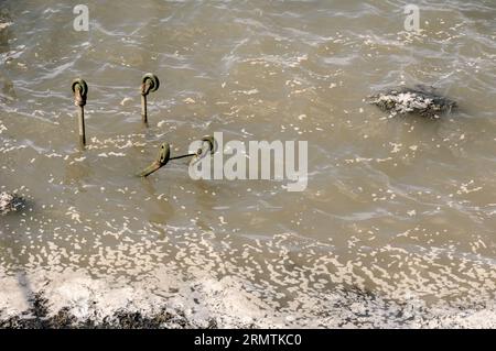 Einkaufswagen Stockfoto