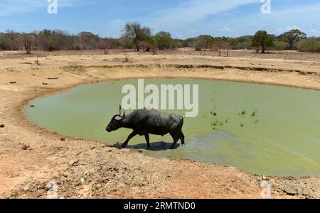 Ein asiatischer Wasserbüffel wird am 11. September 2014 im Yala-Nationalpark im südlichen Stadtteil Yala, etwa 250 km südwestlich von Colombo, gesehen. Der Yala-Nationalpark, der zweitgrößte Nationalpark Sri Lankas, ist wegen der anhaltenden Dürre bis September 30 für Besucher geschlossen. ) SRI LANKA-YALA-NATIONALPARK-TROCKENHEIT-GESCHLOSSEN A.Rajith PUBLICATIONxNOTxINxCHN to Asian Water Buffalo IST Seen im Yala Nationalpark im südlichen Bezirk von Yala etwa 250 km südwestlich von Colombo AM 11. September 2014 Yala Nationalpark der zweitgrößte Nationalpark in Sri Lanka IST für Besucher bis September 30 geschlossen Stockfoto