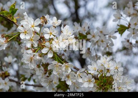 Selektiver Fokus von schönen Ästen weißer Kirschblüten auf dem Baum unter blauem Himmel, schönen Sakura-Blumen während der Frühjahrssaison im Park, Stockfoto