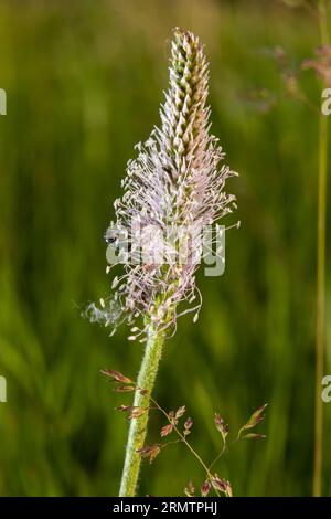 Plantago lanceolata ist eine blühende Pflanzenart der Plantagenfamilie Plantaginaceae. Es ist bekannt unter den gebräuchlichen Bezeichnungen Bleichwurz-Plantain und eng Stockfoto