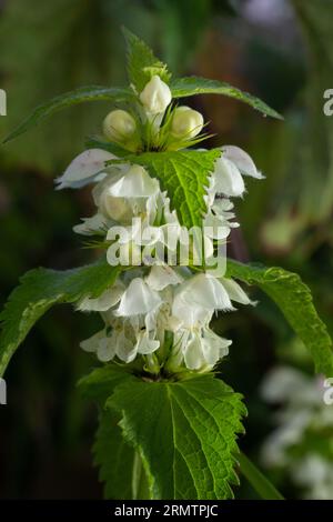 Die blühende tote Nessel am sonnigen Tag, eine Nahaufnahme. Lamium-Album. Lamiaceae-Familie. Stockfoto