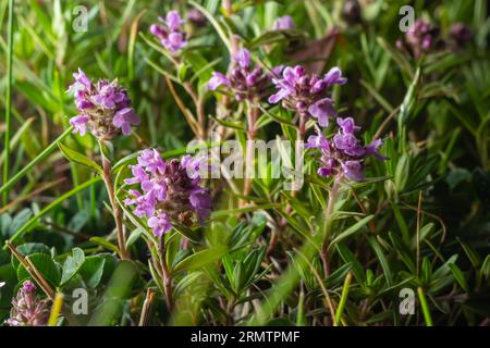 Das Makrofoto von Thymus serpyllum, Breckland Thyme. Breckland wilder Thymian, schleichender Thymian oder Elfthymianblüte. Naturmedizin. Cu Stockfoto