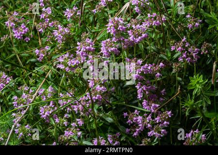 Blühender Duft Thymus serpyllum, Breckland Wildthymian, Kriechthymian oder Elfinthymian Nahaufnahme, Makrofoto. Wunderschönes Essen und Heilpflanze i Stockfoto