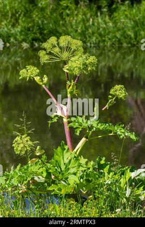 Angelica, Angelica, Archangelica, gehört zu der wilden Pflanze mit grünen Blumen. Es ist eine wichtige Heilpflanze und wird auch in der Medizin verwendet. Stockfoto