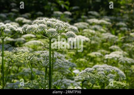 Blick auf eine weißblütige Wiese von Aegopodium podagraria L. aus der Familie der Apiales, gemeinhin als Erdenälteste, Grünland, Bischof, Unkraut bezeichnet, Stockfoto