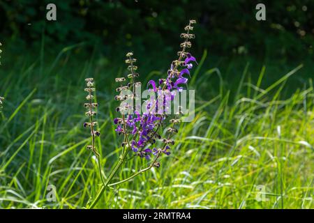 Salvia pratensis Salbeiblüten in Blüte, blühende Blütenviolett violette Wiesenblumen, grüne Grasblätter. Stockfoto